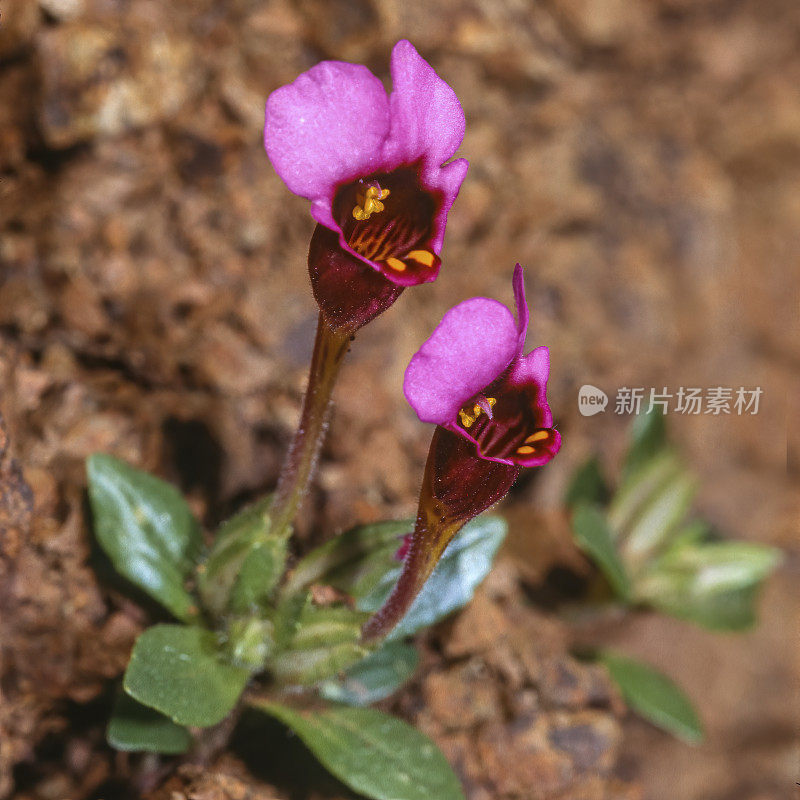 道格拉斯Diplacus douglasii是一种猴花，俗称布朗尼和紫鼠耳。它原产于加利福尼亚州和俄勒冈州的山区和丘陵地带，在那里它经常被发现在蛇形土壤中。Phrymaceae。